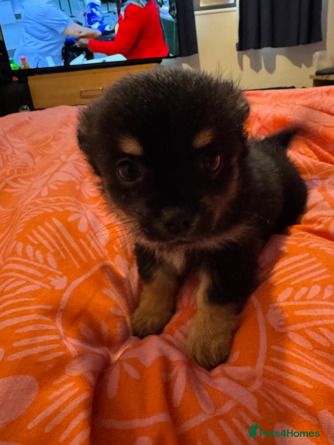 Chihuahua dogs for sale: chocolate boy black n tan boy creamish girl  - Advert 11