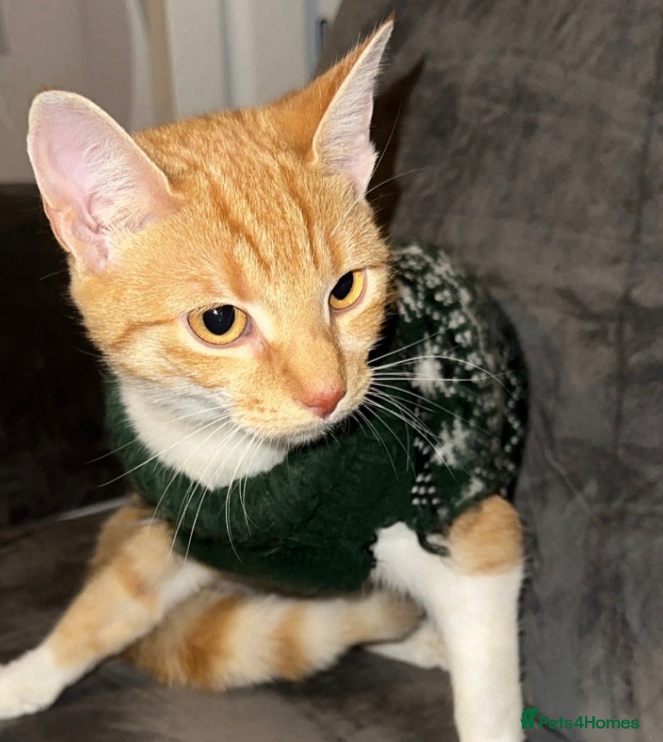 Mixed Breed cats Cats for sale urgent 😔🖤 - Advert 1