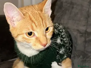 Mixed Breed cats Cats for sale urgent 😔🖤 - Advert 1