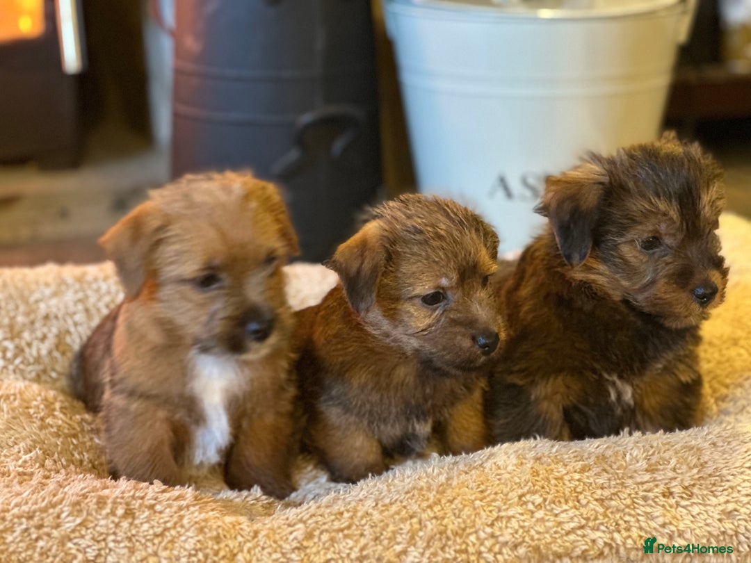 Norfolk Terrier dogs for sale: Stunning kc reg norfolk terrier boys  - Advert 9