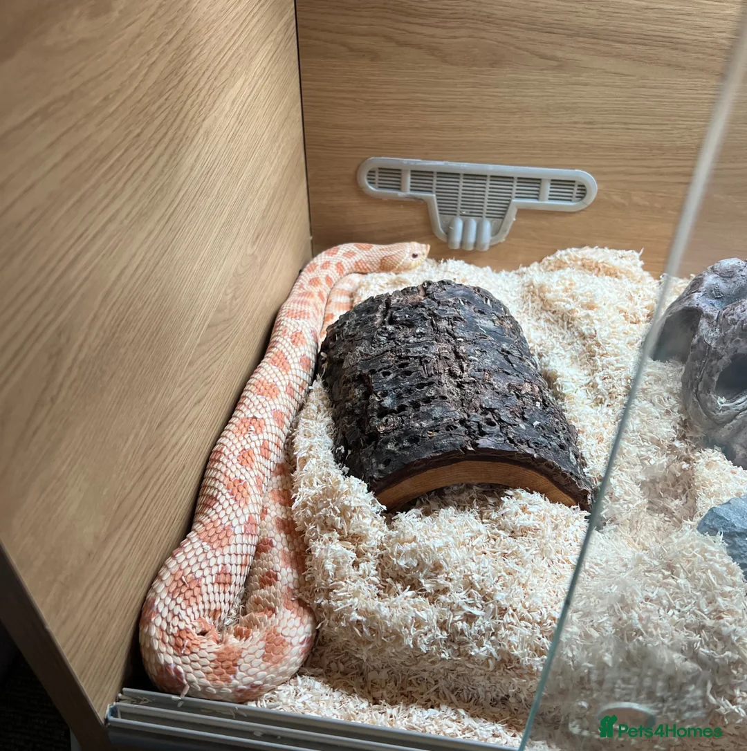 Snake reptiles for sale: 1 Female Albino Western Hognose - Advert 2