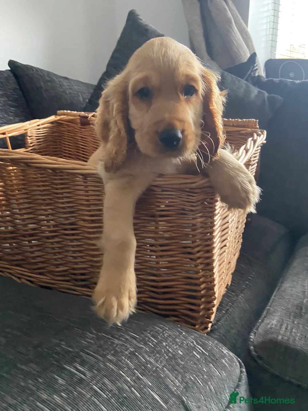 Cocker Spaniel dogs for sale: Cocker spaniel puppies  in York - Advert 2