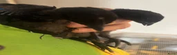 Chickens poultry for sale: Ayam cemani chicks in Wokingham - Advert 4
