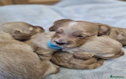 Cockapoo dogs for sale: 4 beautiful cockapoo puppies - Image 19
