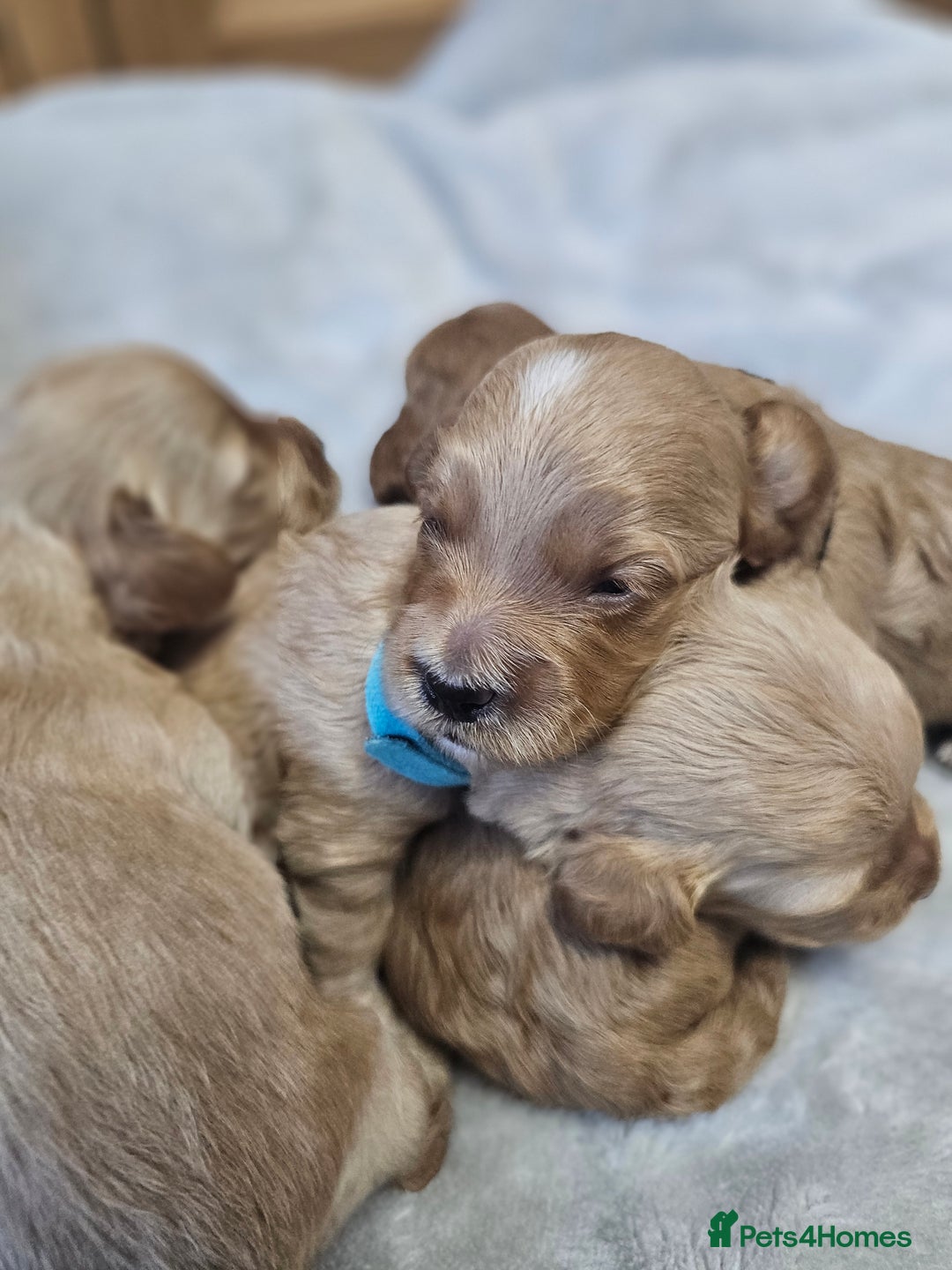 Cockapoo dogs for sale: 4 beautiful cockapoo puppies - Image 19