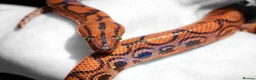 Boa Snake reptiles for sale: Brazilian Rainbow Boa & Viv - Advert 1