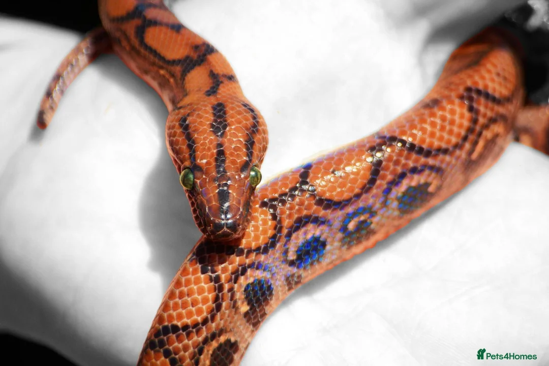 Boa Snake reptiles for sale: Brazilian Rainbow Boa & Viv - Advert 1