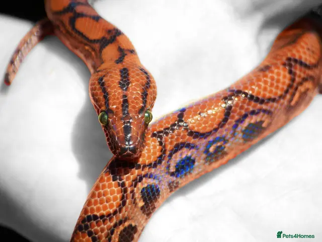 Boa Snake reptiles for sale: Brazilian Rainbow Boa & Viv - Advert 1
