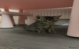 British Shorthair cats for sale: 12 weeks old - Image 11