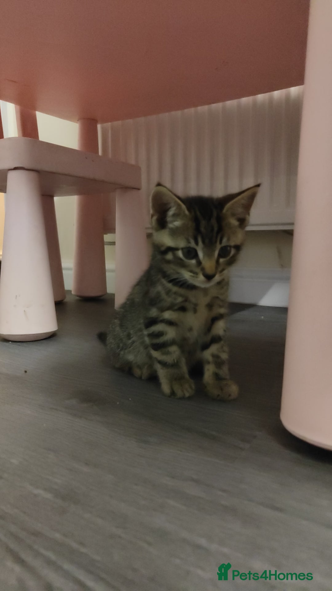 British Shorthair cats for sale: 12 weeks old - Image 11