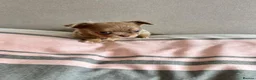 Chihuahua dogs for sale: KC LONG COAT CHIHUAHUAS - Advert 16