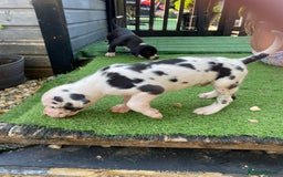 Great Dane dogs for sale: Highest health tested GD pups - Image 4