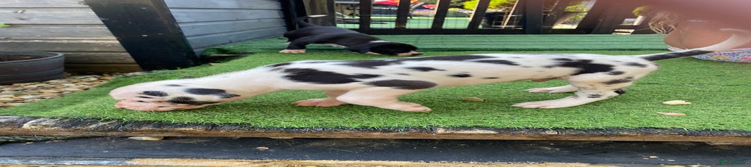 Great Dane Puppy 1