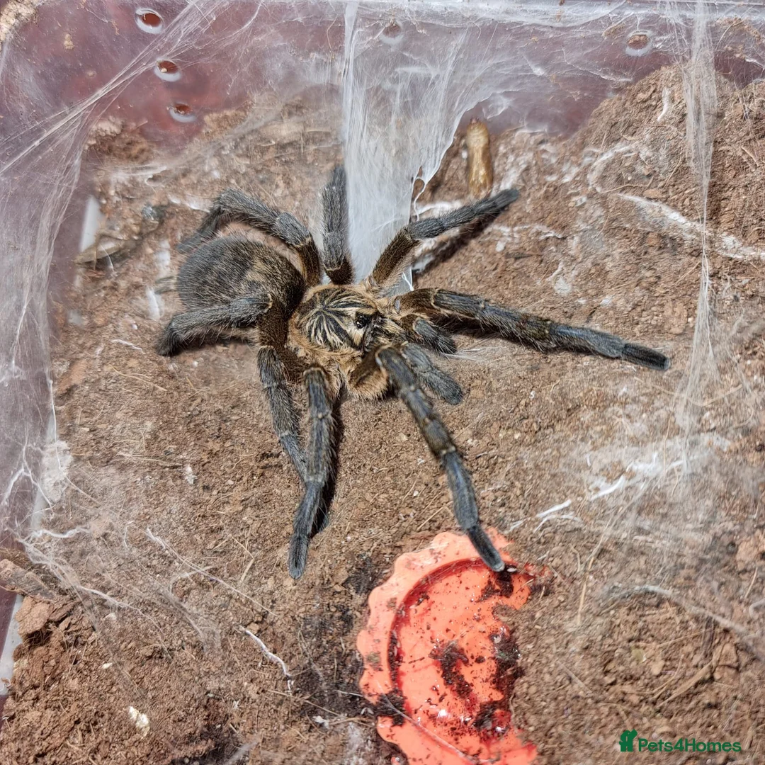Tarantulas invertebrates for sale: Golden Blue Leg Baboon SA/M - Advert 1