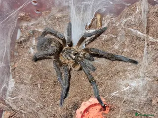 Tarantulas invertebrates Golden Blue Leg Baboon SA/M - Advert 5