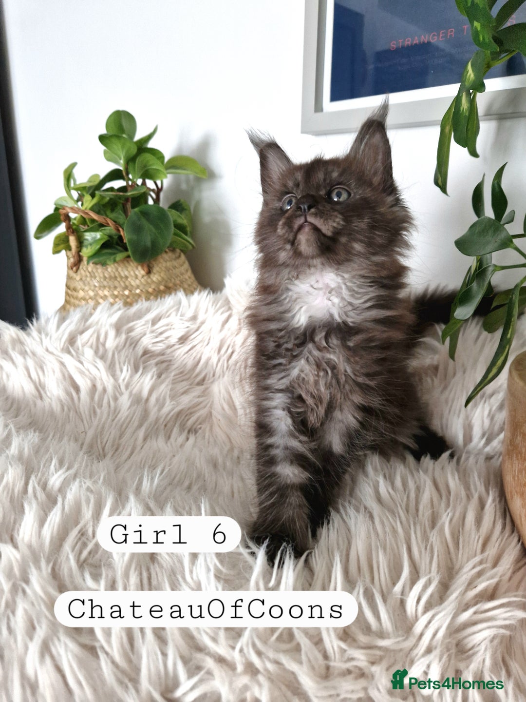 Maine Coon cats for sale: Stunning Black Smoke Registred Maine Coon Kittens - Image 36