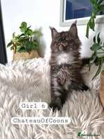 Maine Coon cats - Advert 3