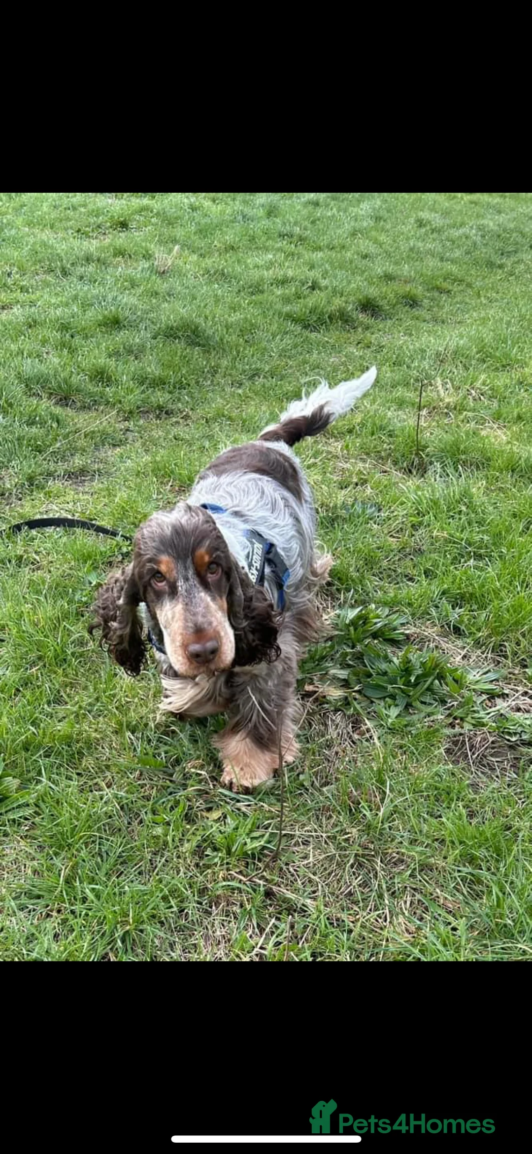 Cocker Spaniel dogs for stud: KC REG SHOW COCKER SPANIEL STUD in Gosport - Advert 29