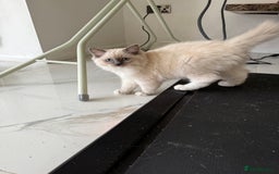 Ragdoll cats for sale: ❤️Ragdoll kittens with 5 gen pedigree❤️ - Image 10