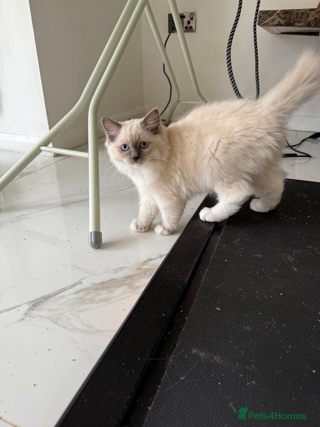Ragdoll cats for sale: ❤️Ragdoll kittens with 5 gen pedigree❤️ - Image 10