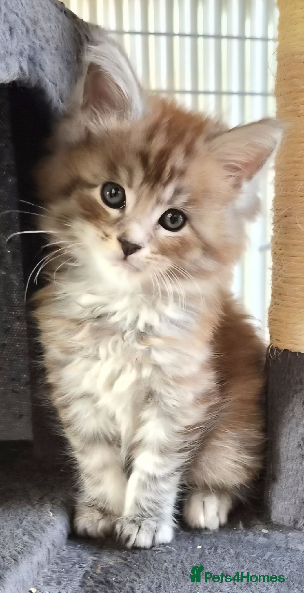 Maine Coon cats Maine coon pedigree kittens  - Advert 10