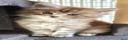 Maine Coon cats for sale: Maine coon pedigree kittens  - Advert 3