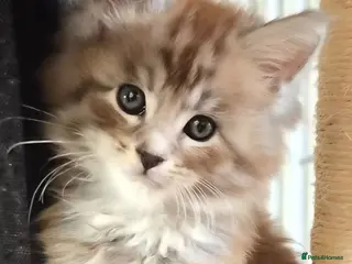 Maine Coon cats Maine coon pedigree kittens - Advert 10