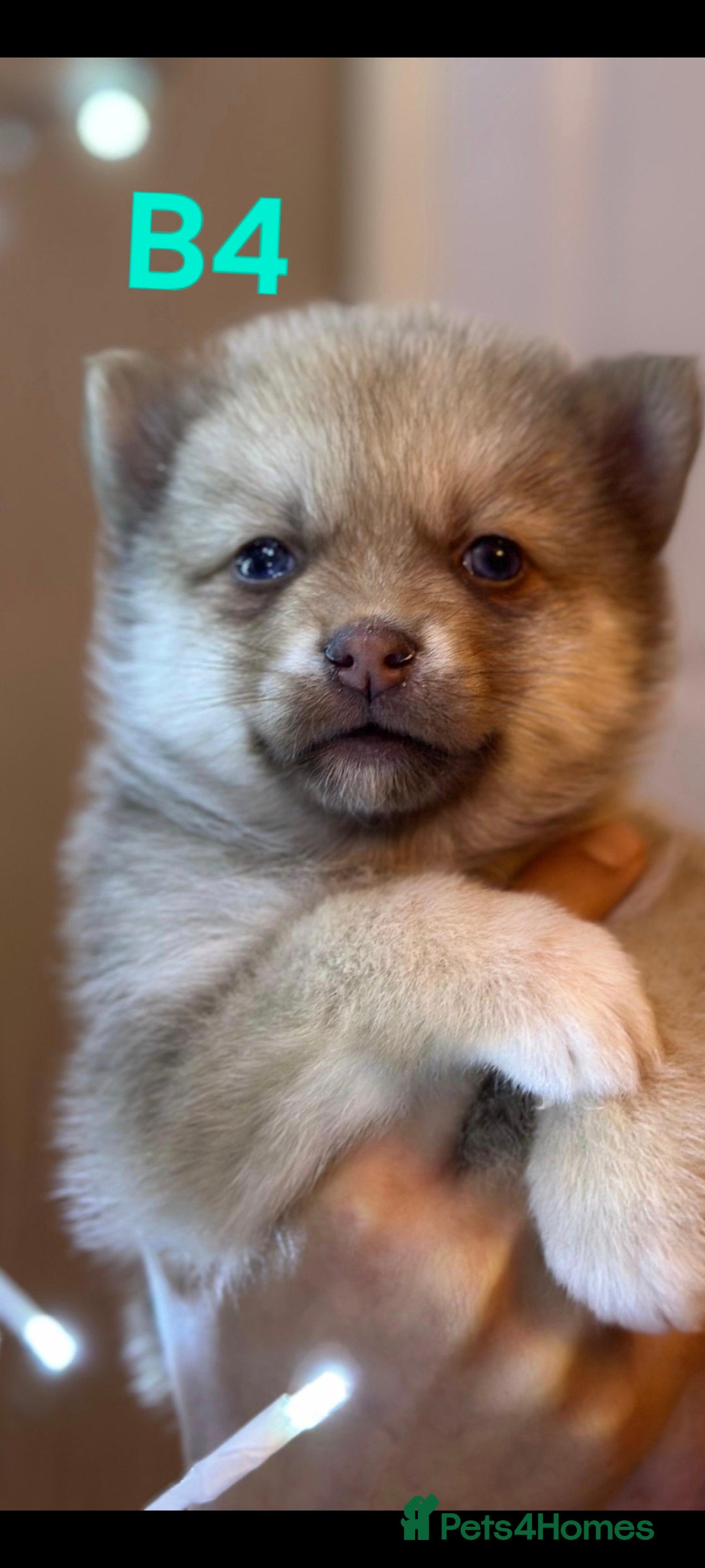 Pomsky dogs for sale: Blue Eyed F4 Toy Pomskies - Advert 18