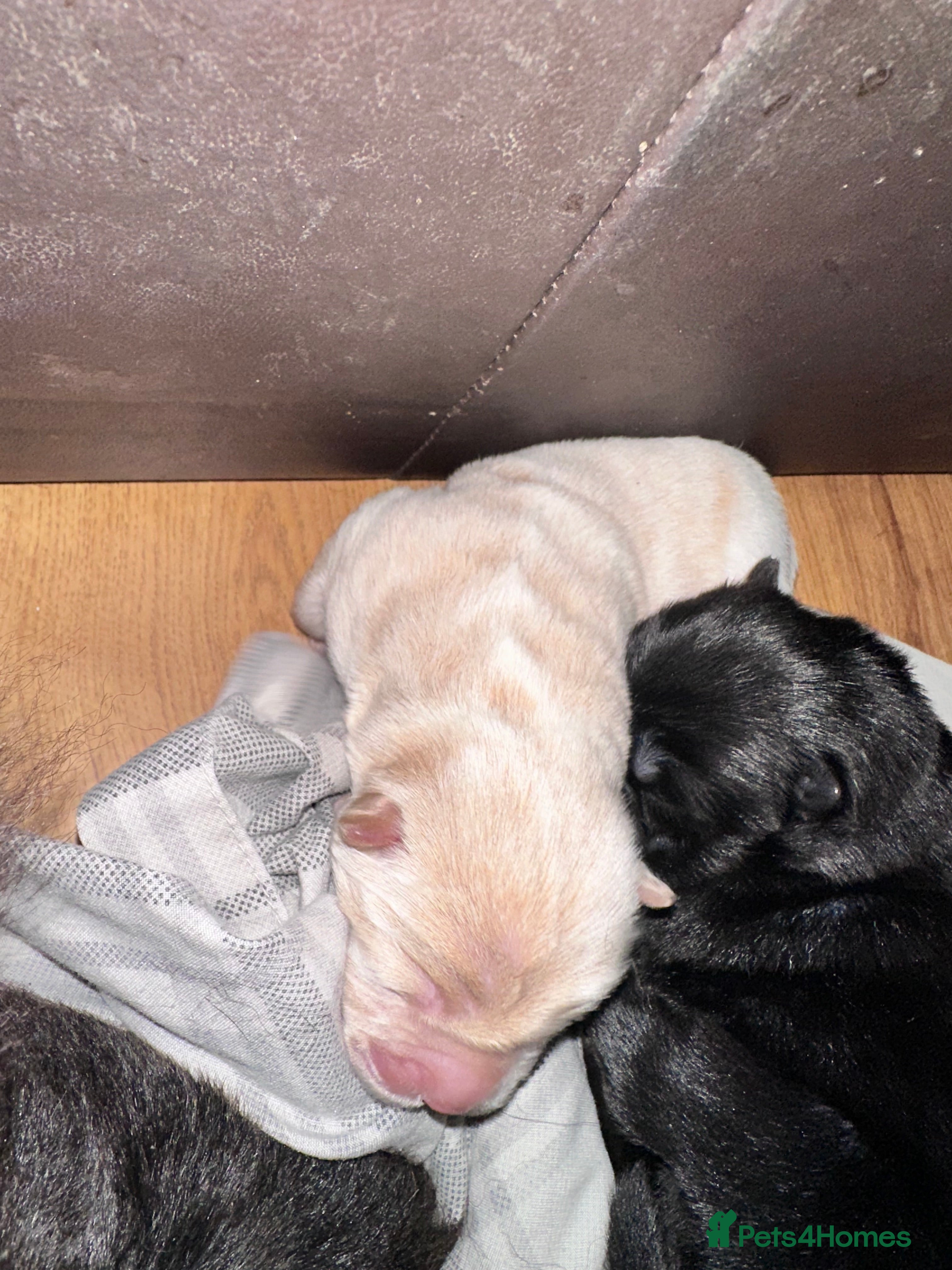 Chow Chow Puppy 1