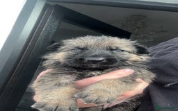 German Shepherd dogs for sale: German Shepherd Puppy  - Image 7