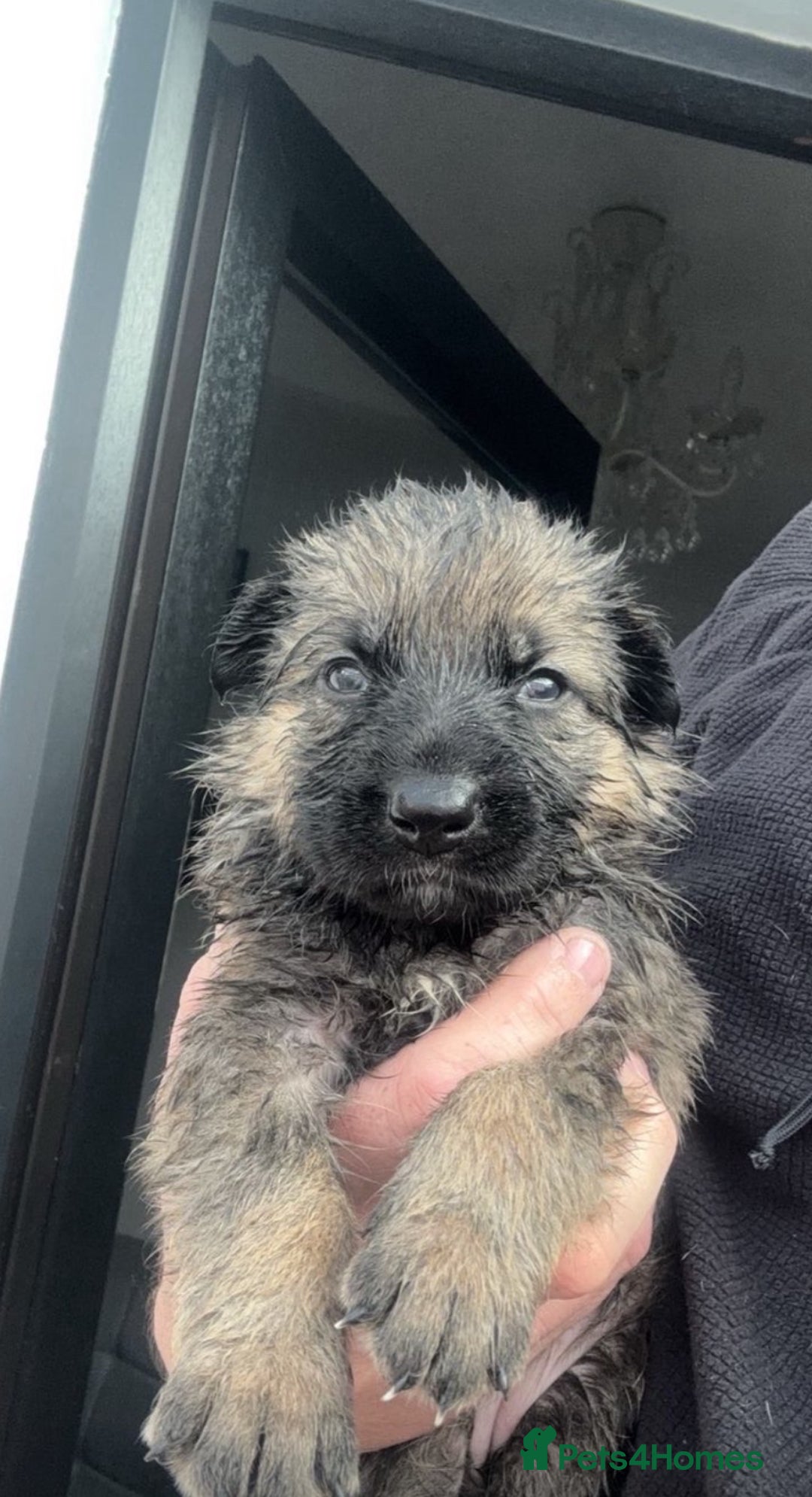 German Shepherd dogs for sale: German Shepherd Puppy  - Image 7