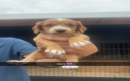 Sprocker dogs for sale: Beautiful Sprocker Puppies - Image 7