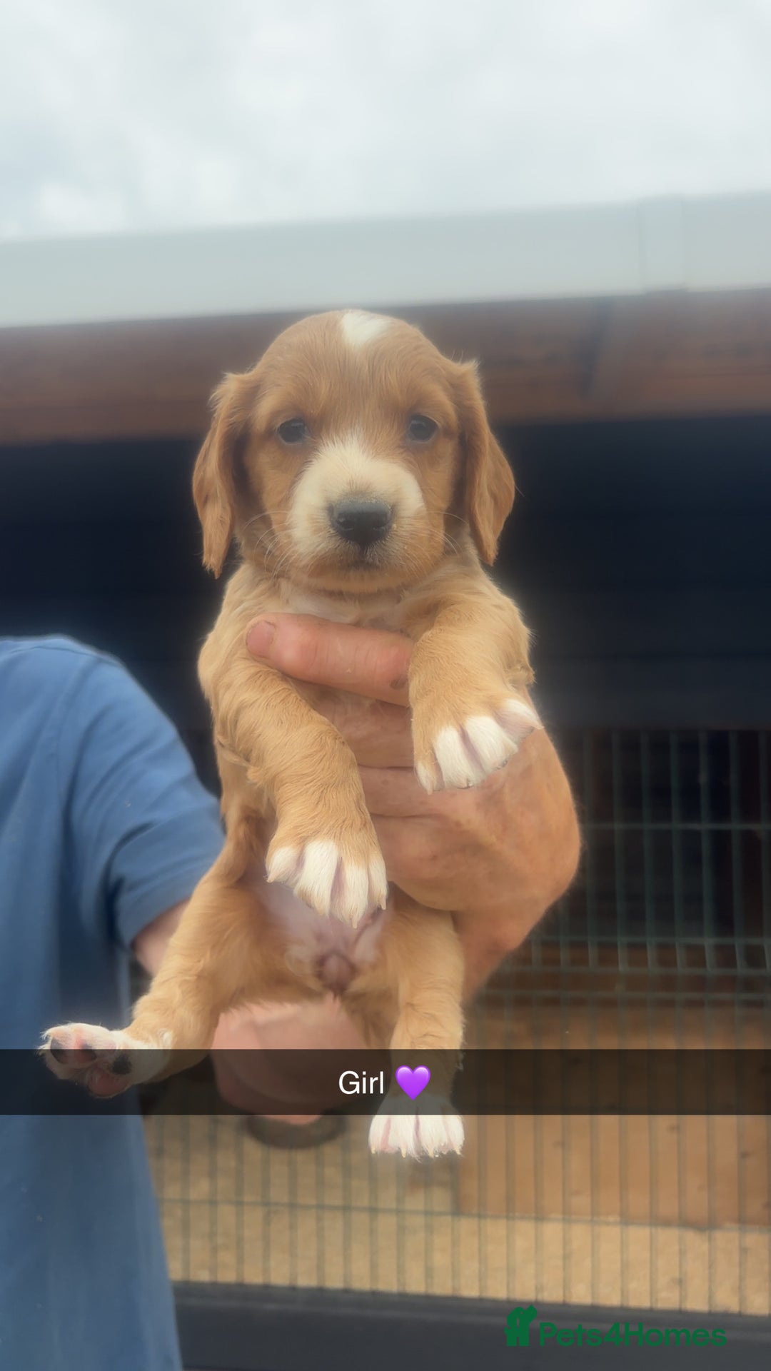 Sprocker dogs for sale: Beautiful Sprocker Puppies - Image 7