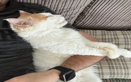 Mixed Breed cats for adoption: TEAPOT ! - THE MOST AFFECTIONATE BOY YOU CAN ADOPT - Image 8