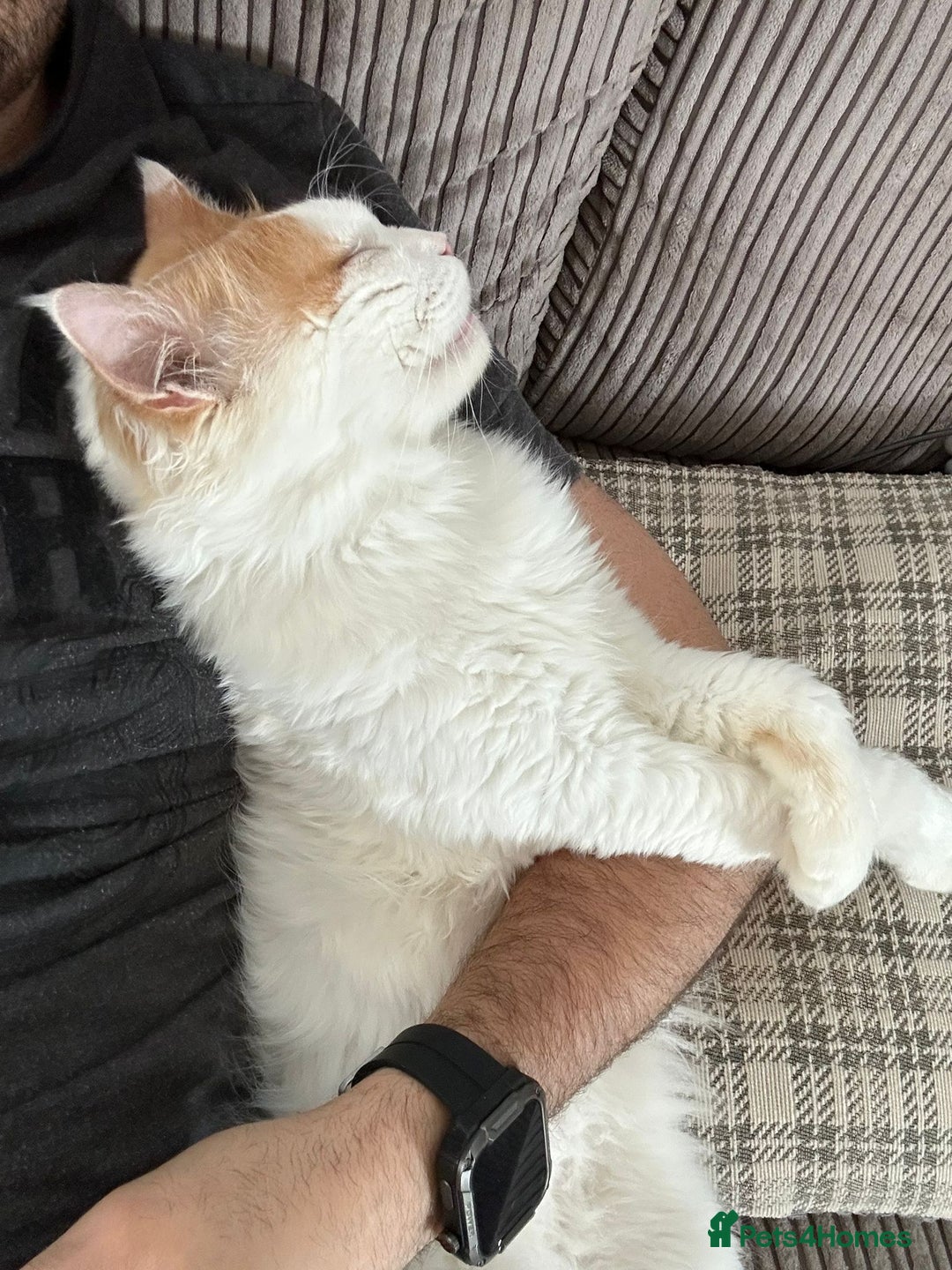 Mixed Breed cats for adoption: TEAPOT ! - THE MOST AFFECTIONATE BOY YOU CAN ADOPT - Image 8