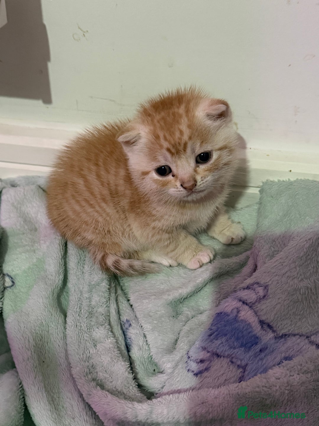 Mixed Breed cats for sale: 2 gorgeous kittens half BSH - Advert 3