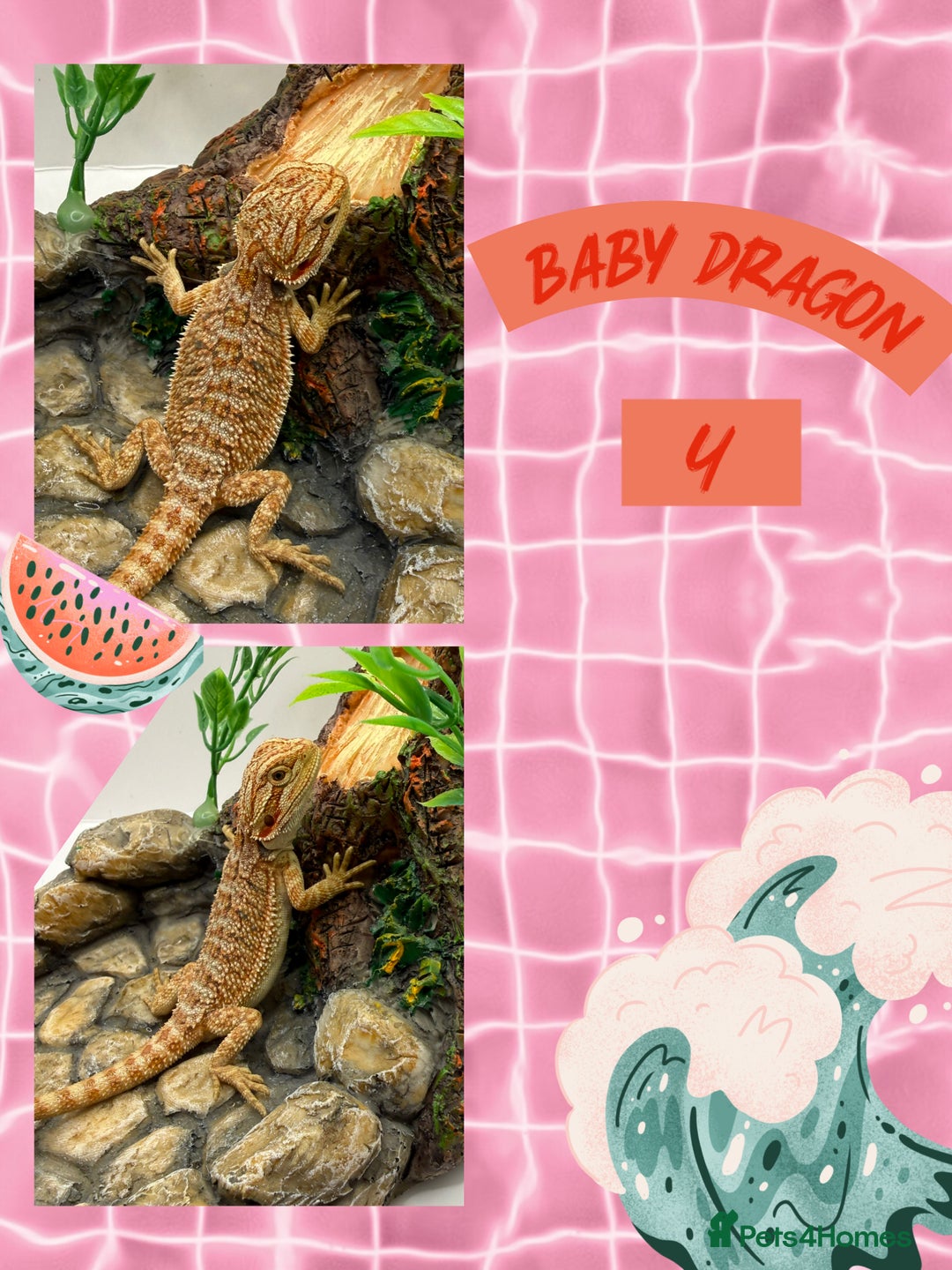 Bearded Dragon reptiles for sale: 🔥🔥🔥 BABY BEARDED DRAGONS 🔥🔥🔥 READY 2 GO 🔥🔥 - Image 7
