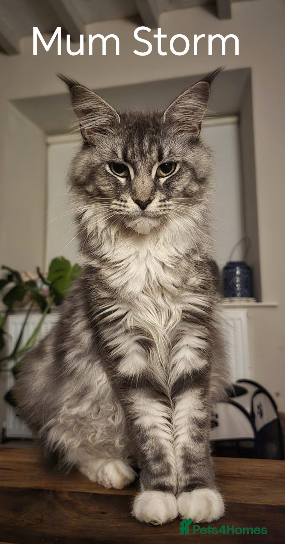 Maine Coon cats for sale: Maine Coon Kittens  - Advert 25