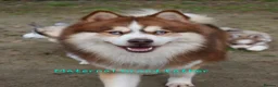 Pomsky dogs for sale: American Line Health Tested F4 Pomskys - Advert 4