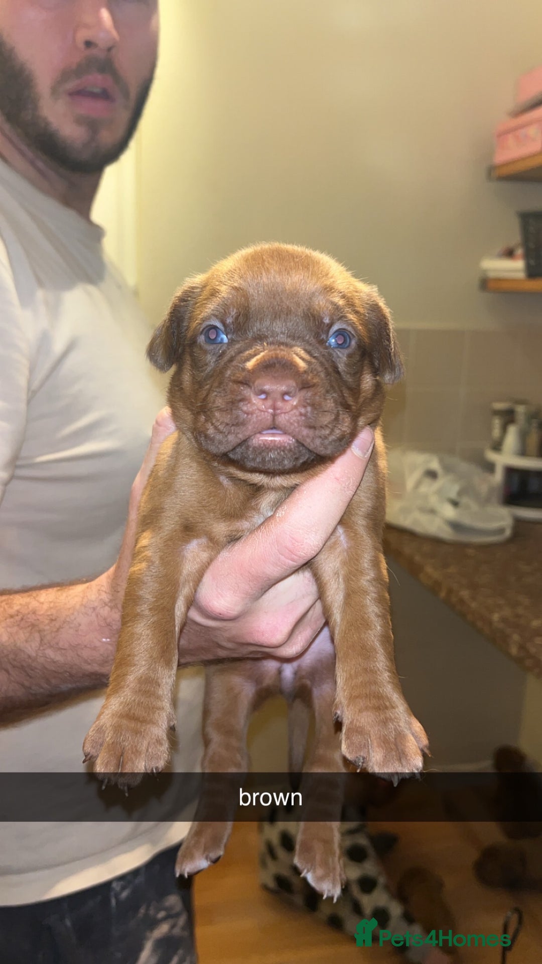 Dogue De Bordeaux dogs for sale: Dogue De Bordeaux Puppies For Sale - Advert 10