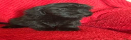 Cockapoo dogs for sale: Last little boy looking for his forever home  - Advert 2