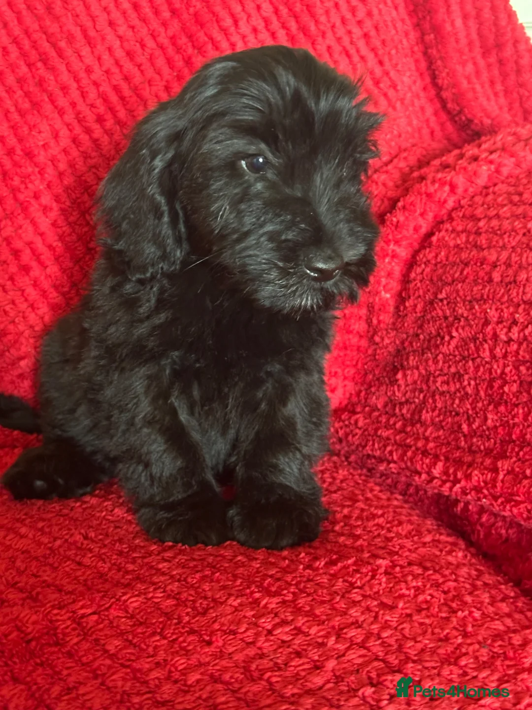 Cockapoo dogs for sale: Last little boy looking for his forever home  - Advert 2