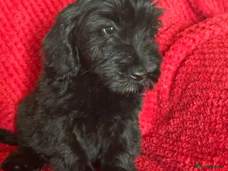 Cockapoo dogs Last boy available! Fluffy cockapoo - Advert 2