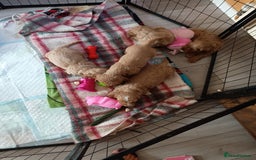Cockapoo dogs for sale: Beautiful Cockapoo Pups  - Image 20