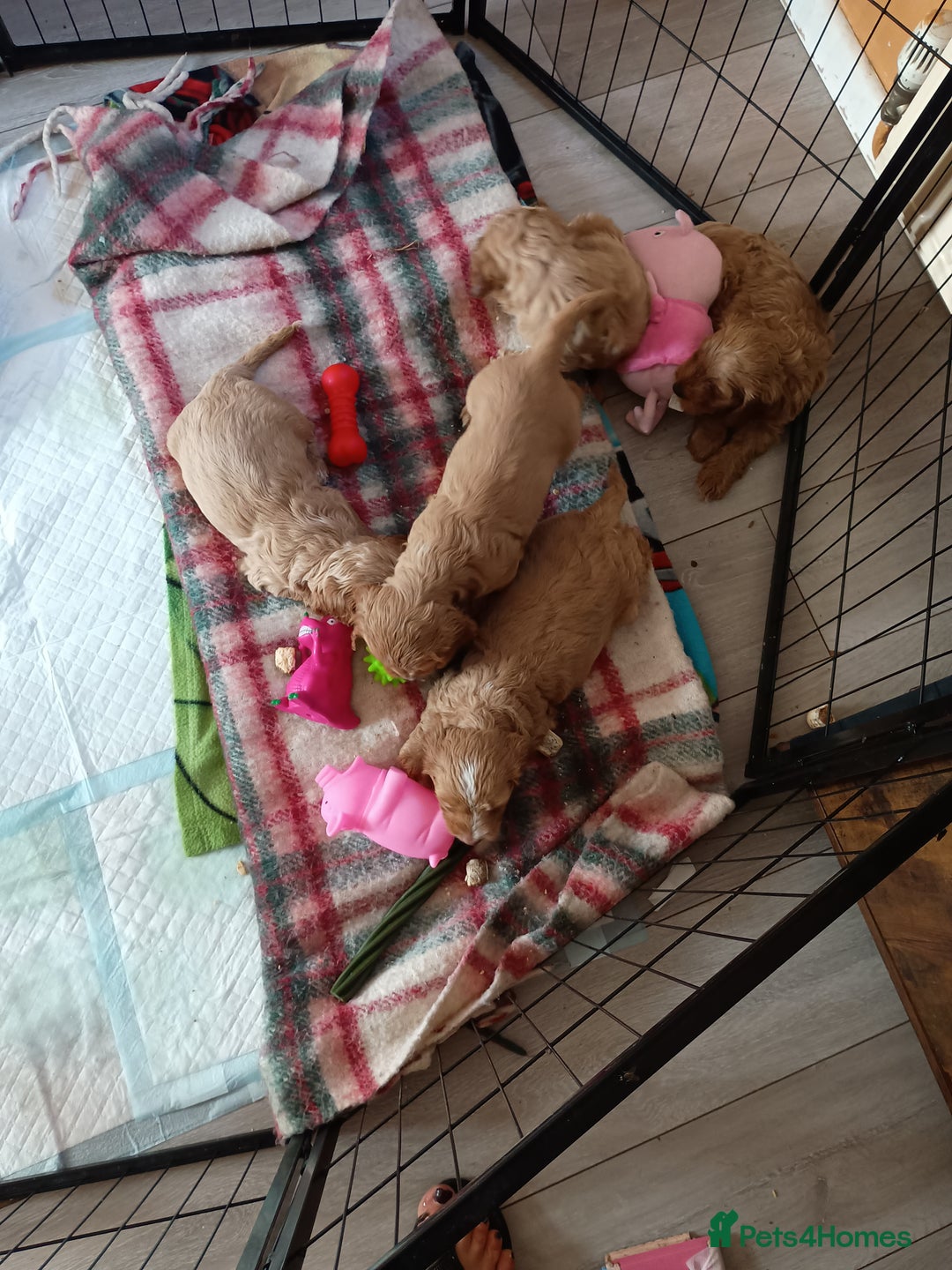 Cockapoo dogs for sale: Beautiful Cockapoo Pups  - Image 20