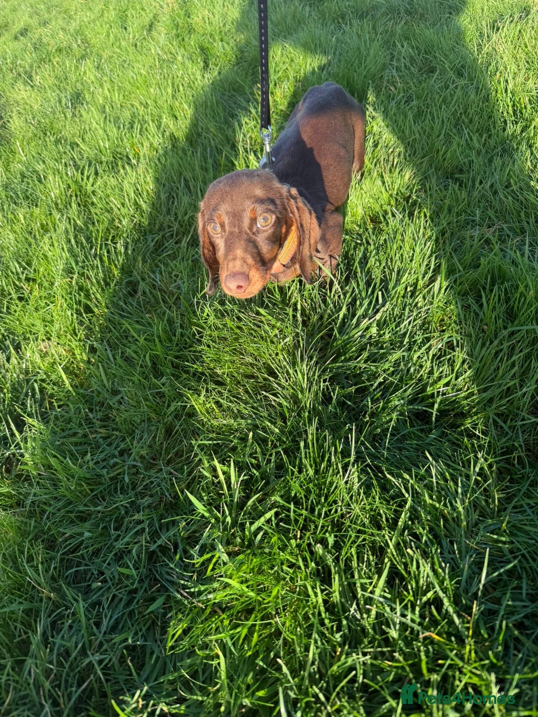 Miniature Dachshund dogs for sale: KC registered miniature dachshund - Advert 4