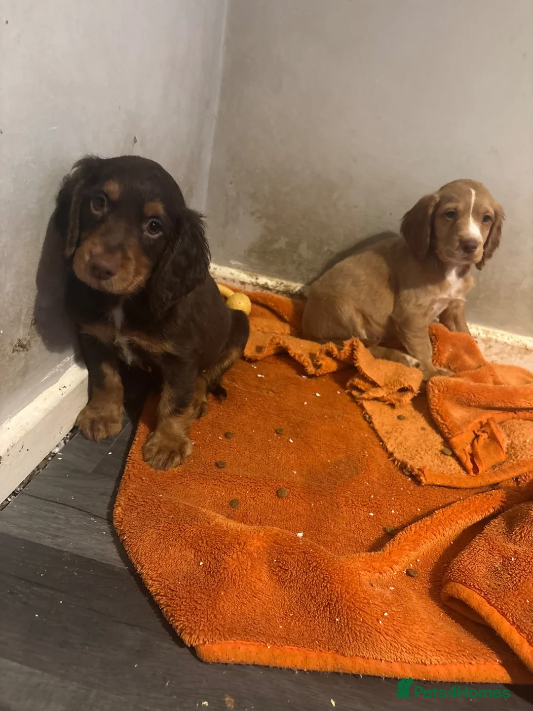 Cocker Spaniel dogs for sale: 2 working cockers  - Advert 2