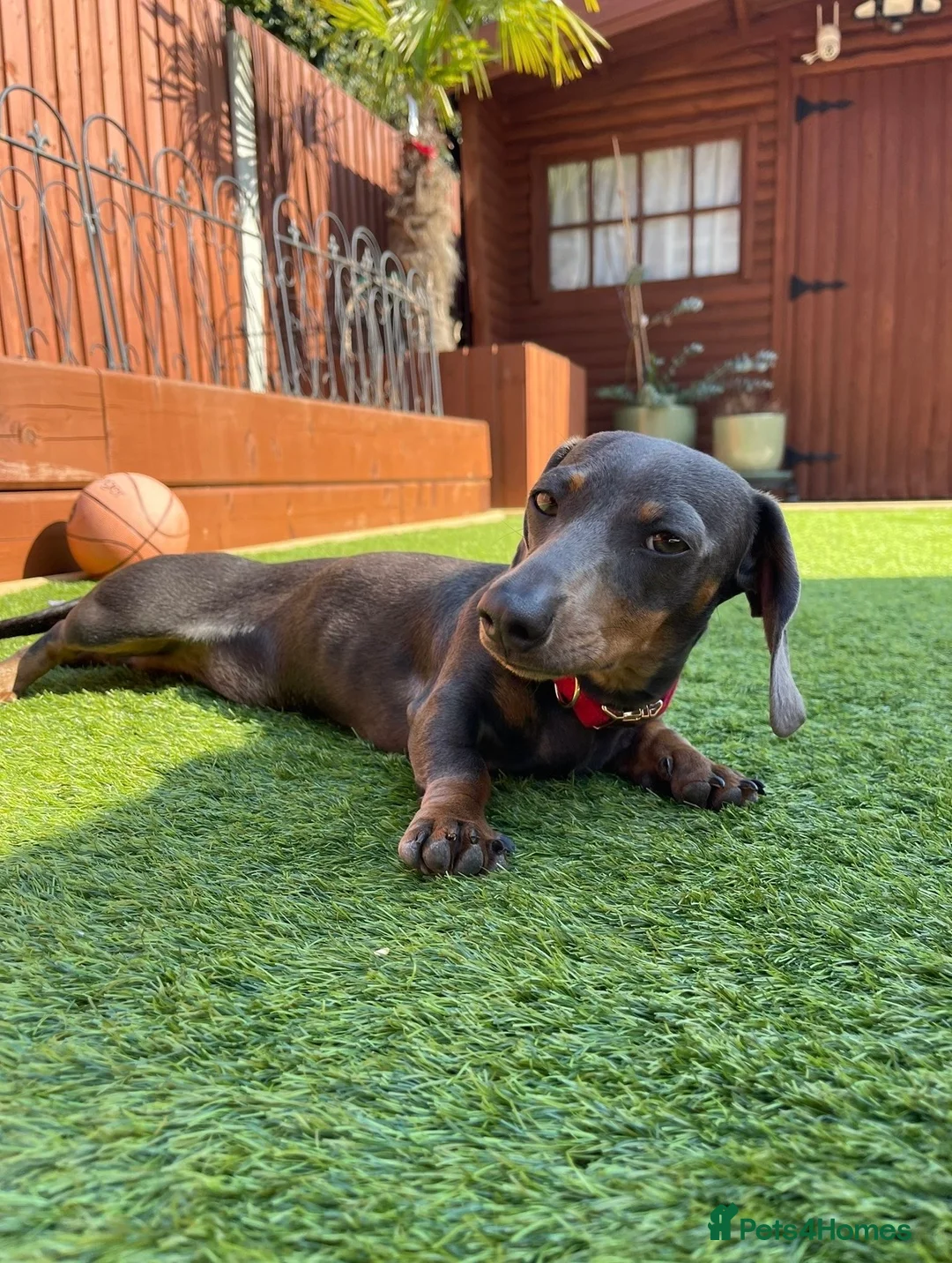 Dachshund dogs for sale: Miniature Dachshund puppies, rezervations open  in Basildon - Advert 1