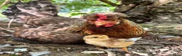 Chickens poultry for sale: Cream Legbar chicks for sale  - Advert 1