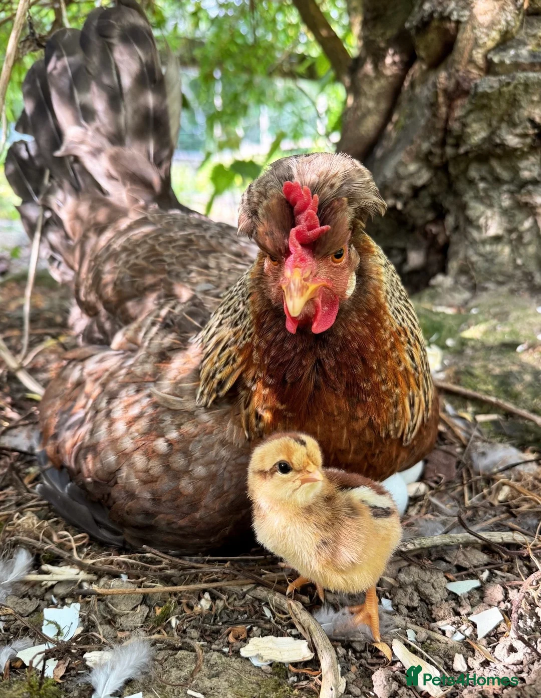 Chickens poultry for sale: Cream Legbar chicks for sale  - Advert 1